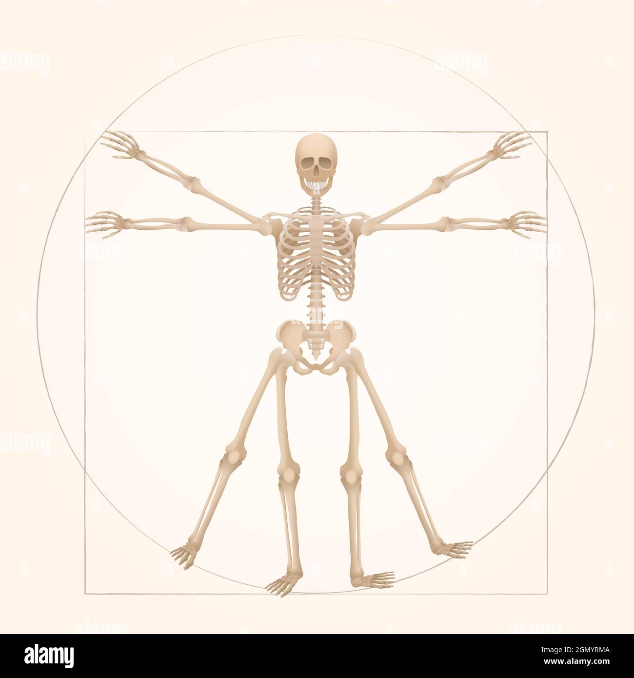Vitruwisches Skelett - heilige Geometrie in der Grafik, dargestellt durch eine Skelettfigur mit anatomischen Proportionen einer erwachsenen Person. Stockfoto
