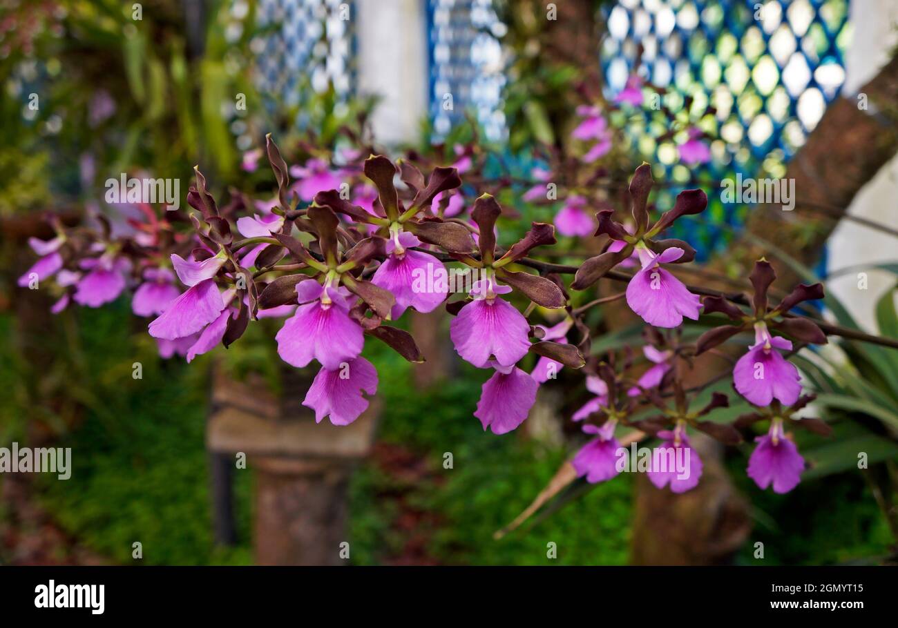 Orchideen im Gewächshaus, Rio, Brasilien Stockfoto