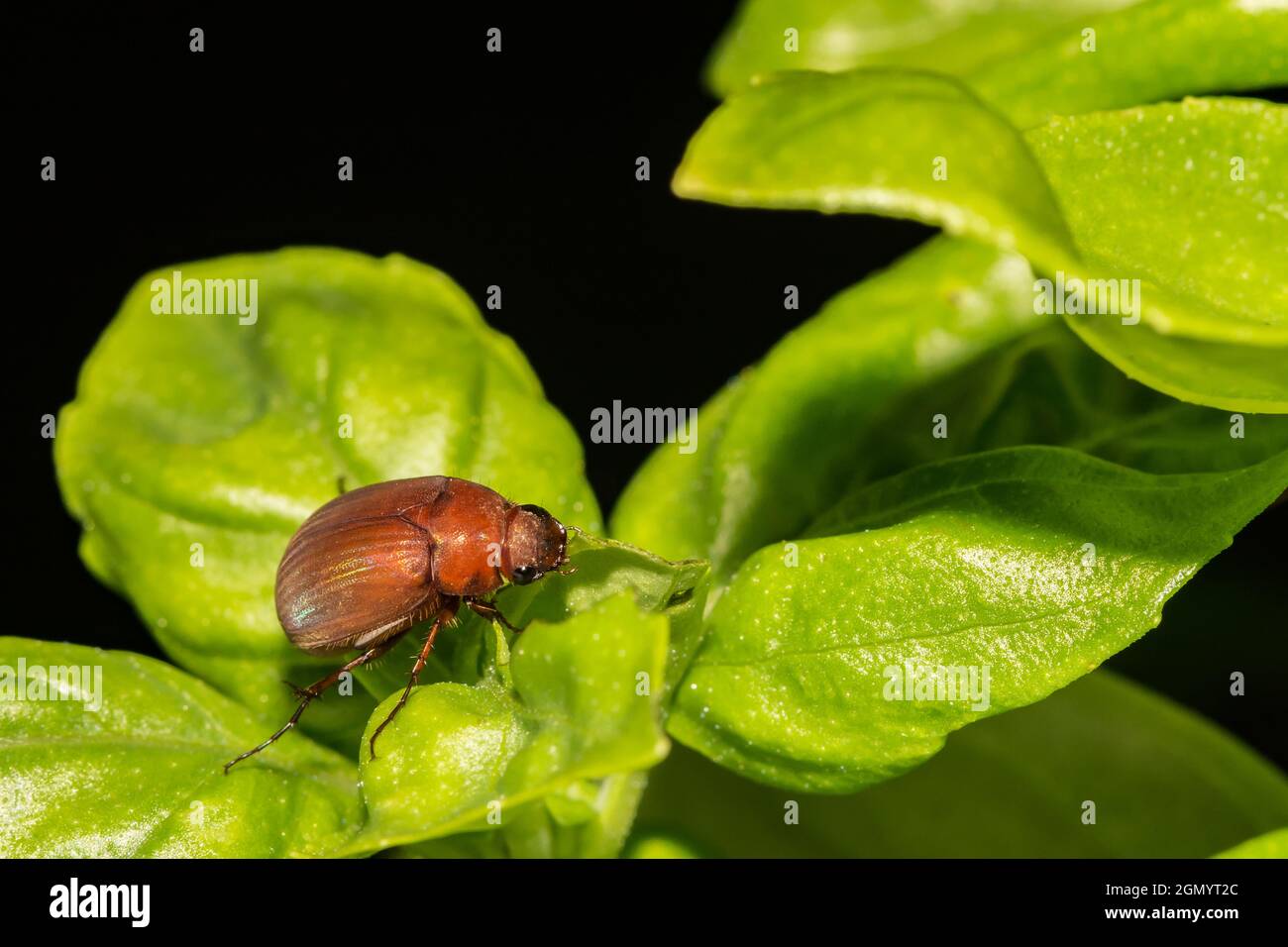 May Beetle (Phyllophaga sp.) Stockfoto