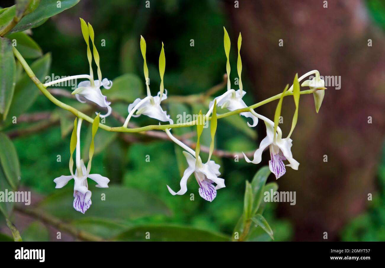 Orchideen im Gewächshaus, Rio, Brasilien Stockfoto