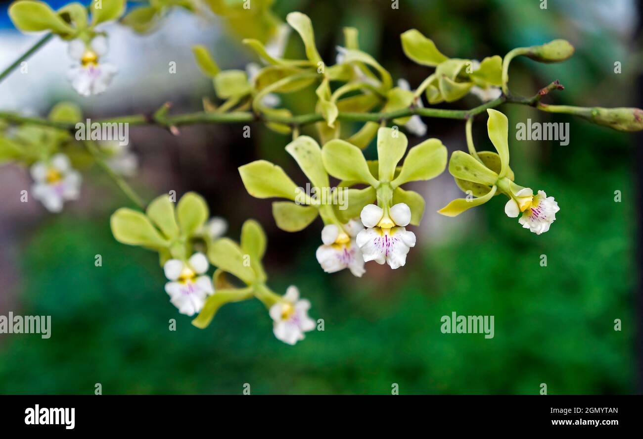 Orchideen im Gewächshaus, Rio, Brasilien Stockfoto