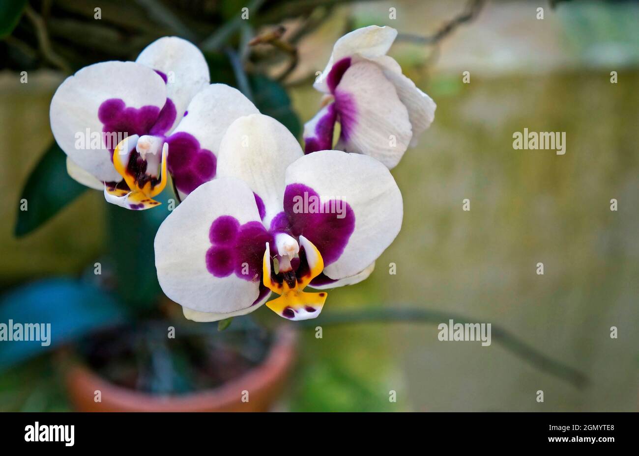 Mottenorchideen (Phalaenopsis) auf Greenhouse, Rio, Brasilien Stockfoto