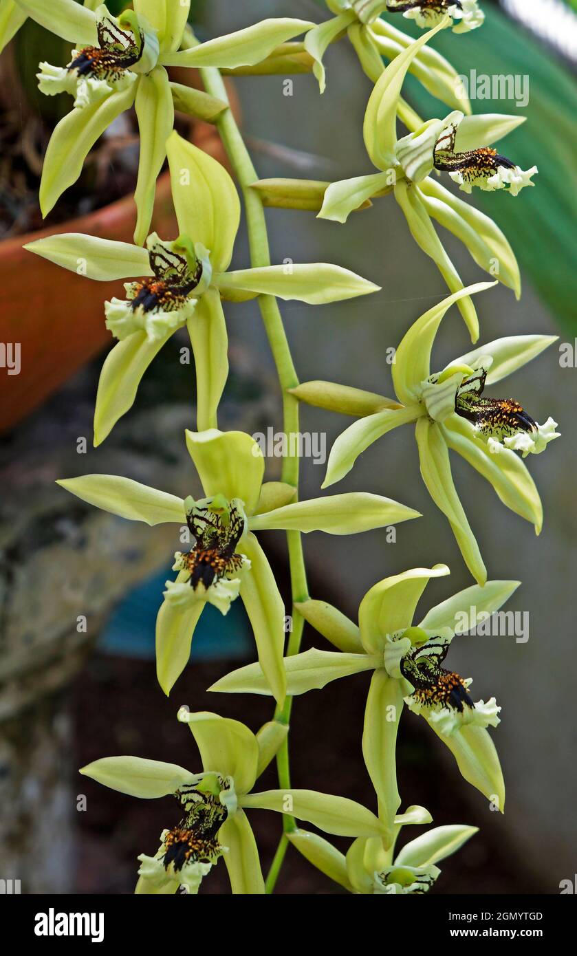 Orchideen im Gewächshaus, Rio, Brasilien Stockfoto