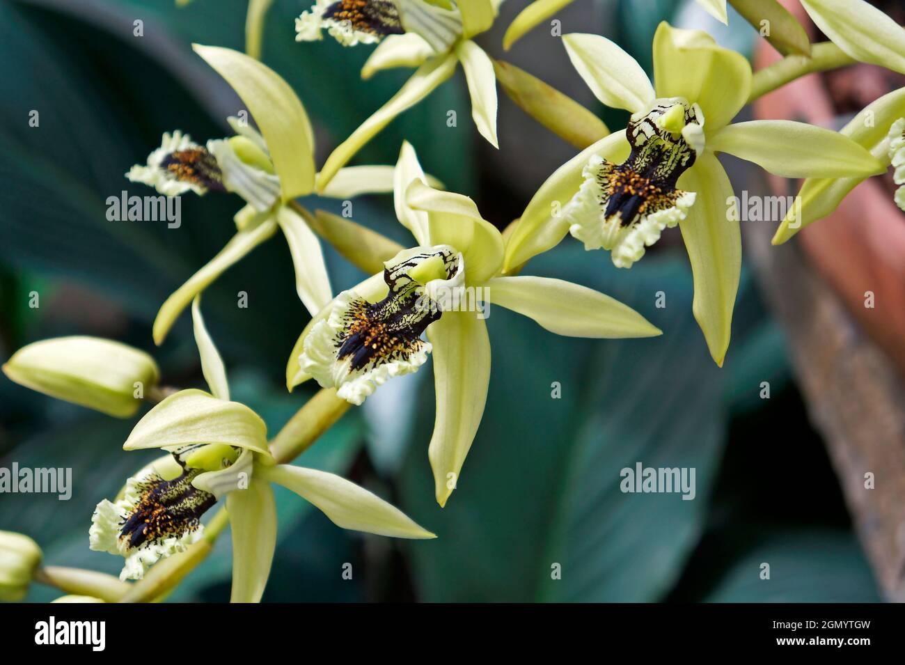 Orchideen im Gewächshaus, Rio, Brasilien Stockfoto