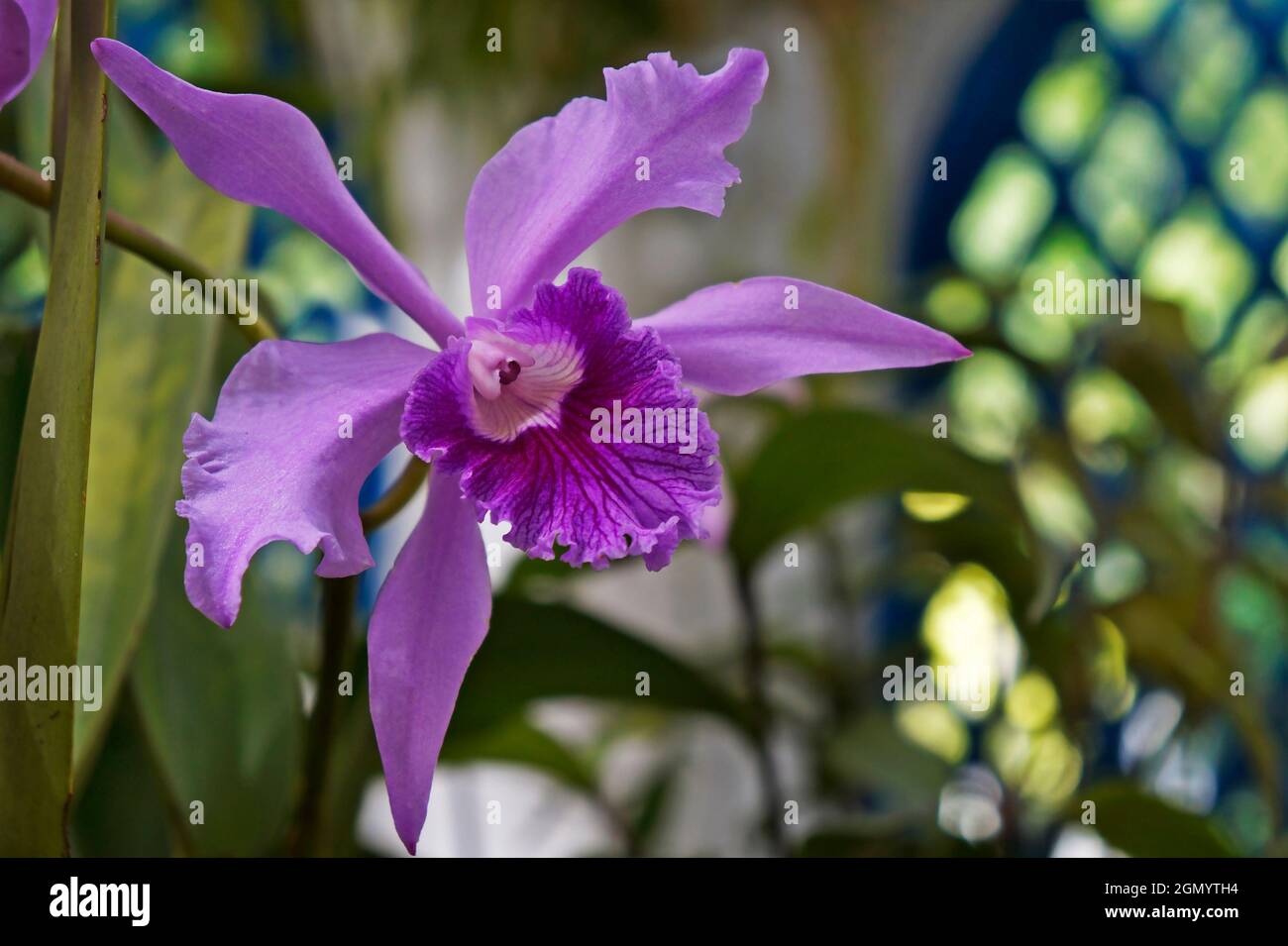 Orchidee im Gewächshaus, Rio, Brasilien Stockfoto
