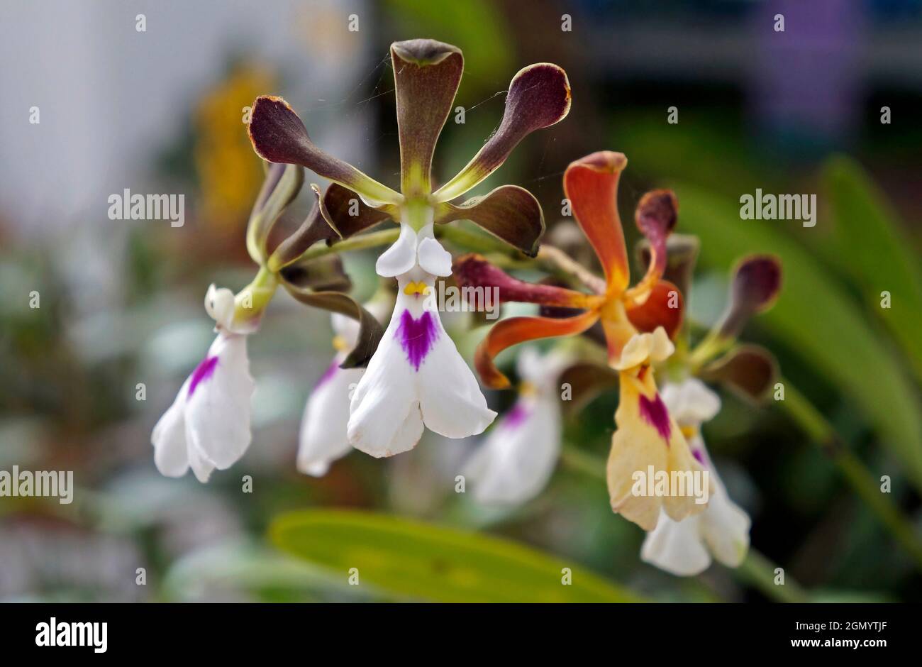 Orchideen im Gewächshaus, Rio, Brasilien Stockfoto