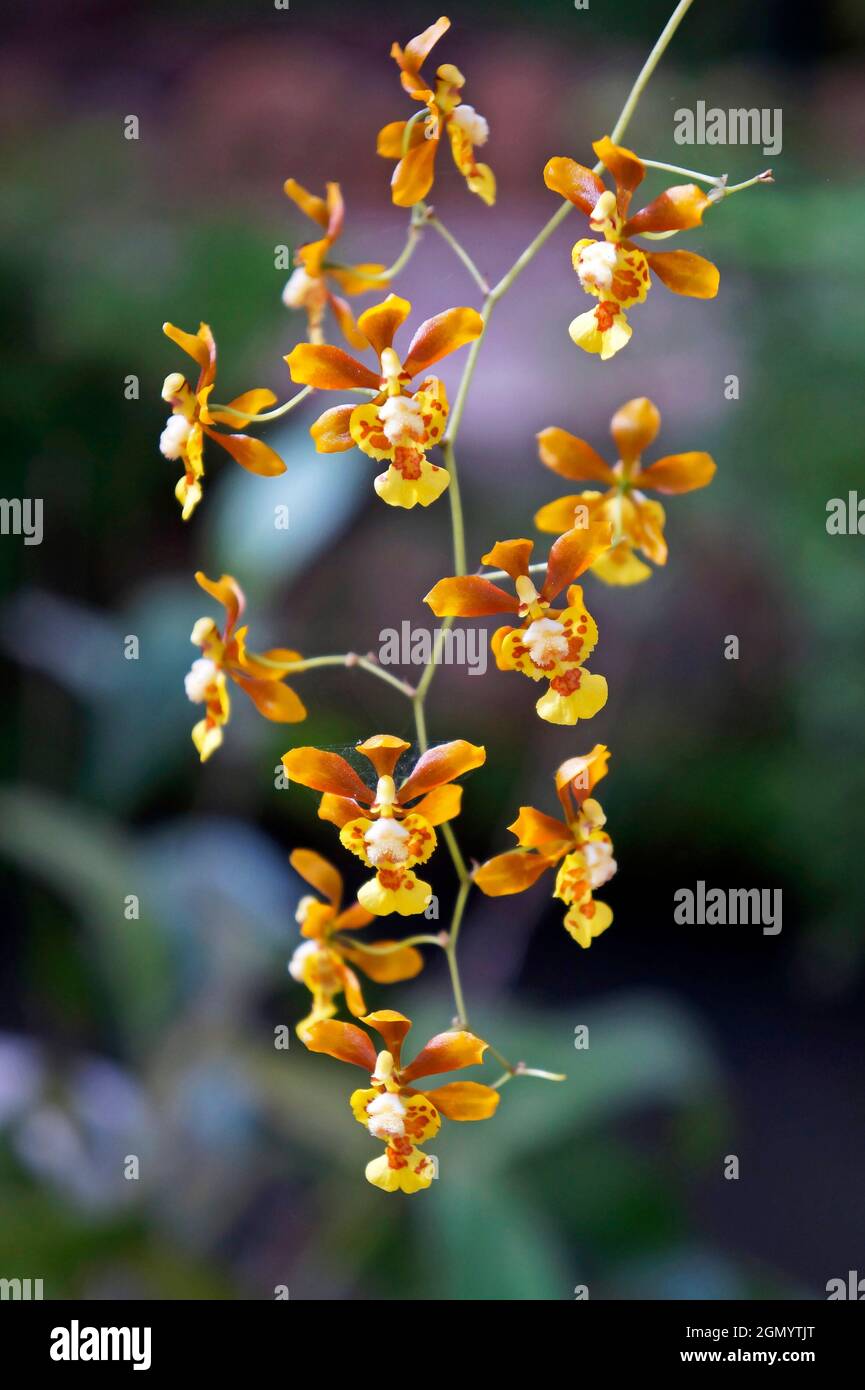 Orchideen im Gewächshaus, Rio, Brasilien Stockfoto