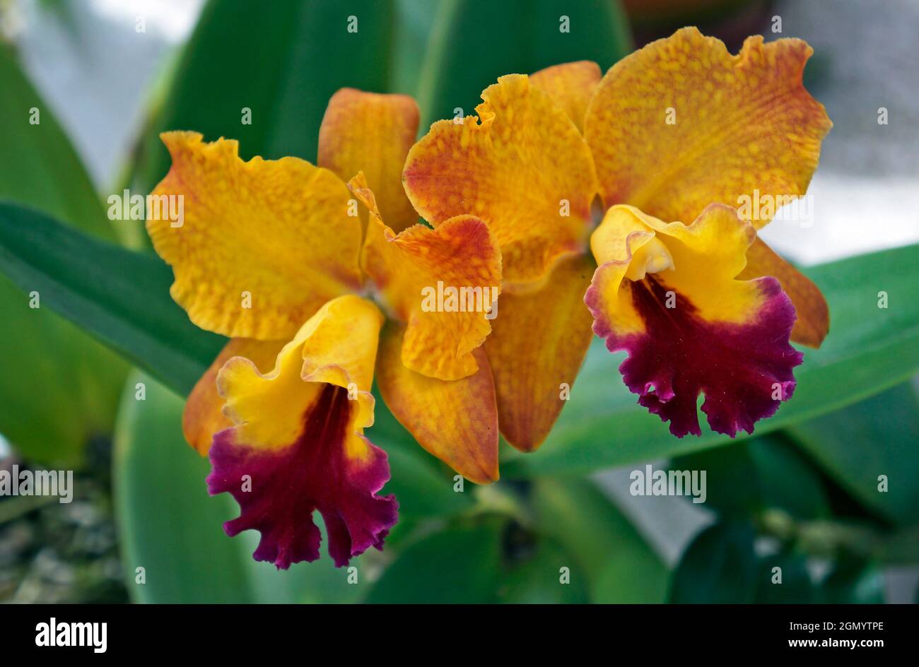 Gelbe Orchideen im Gewächshaus, Rio, Brasilien Stockfoto