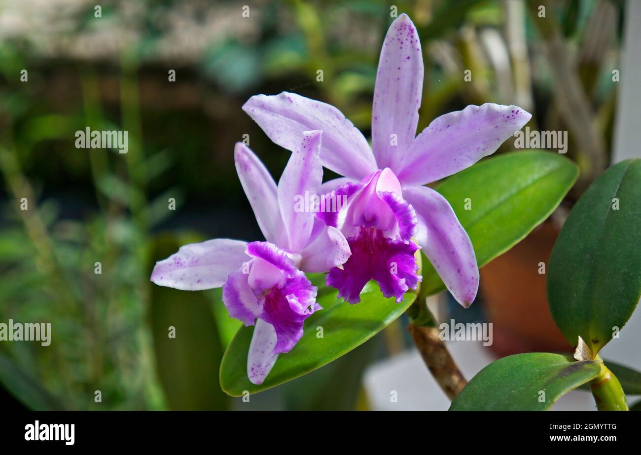 Orchideen im Gewächshaus, Rio, Brasilien Stockfoto