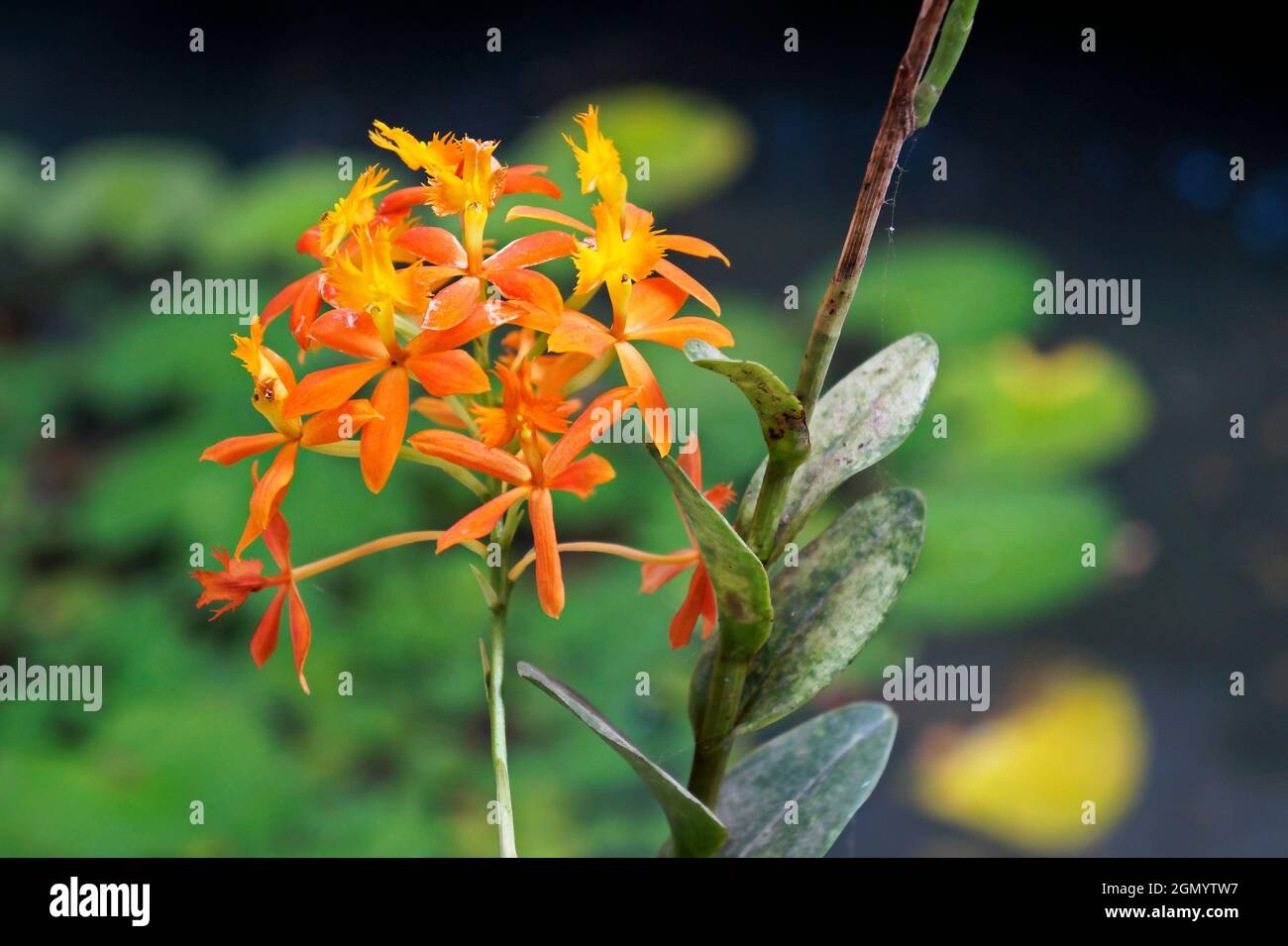 Orange Orchideen im Gewächshaus, Rio, Brasilien Stockfoto
