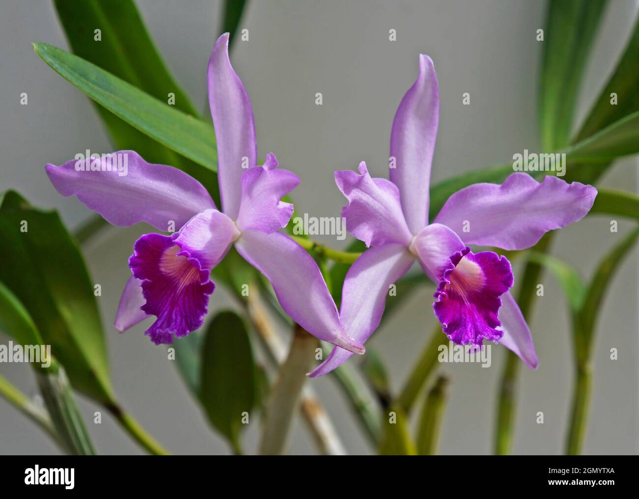 Orchideen im Gewächshaus, Rio, Brasilien Stockfoto