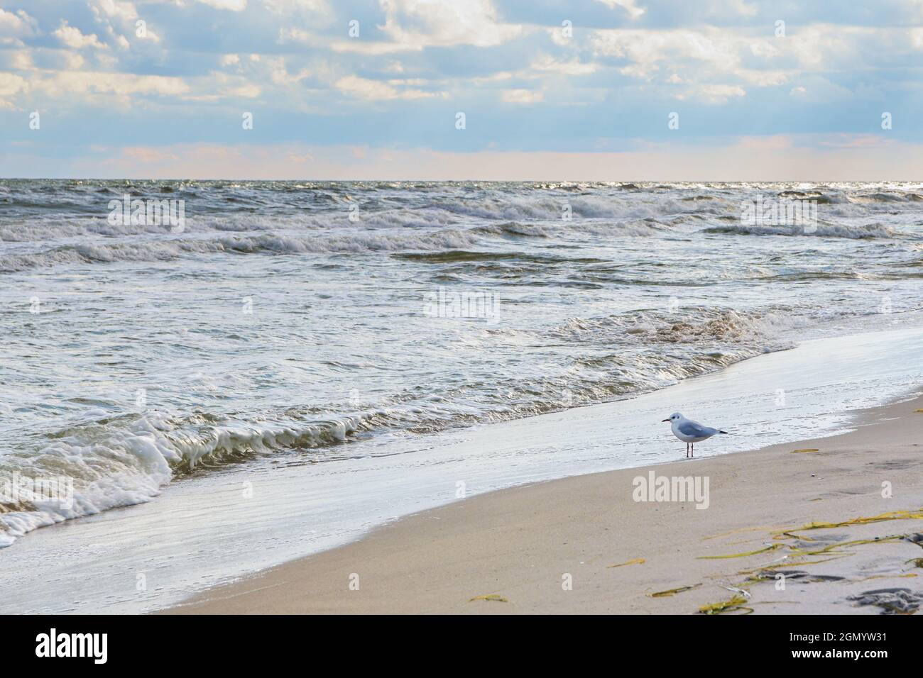 Die einzelne Möwe steht am Sandstrand und blickt auf die Wellen der Ostsee, den bewölkten Himmel, den Kopierraum, den ausgewählten Fokus, die enge Schärfentiefe Stockfoto
