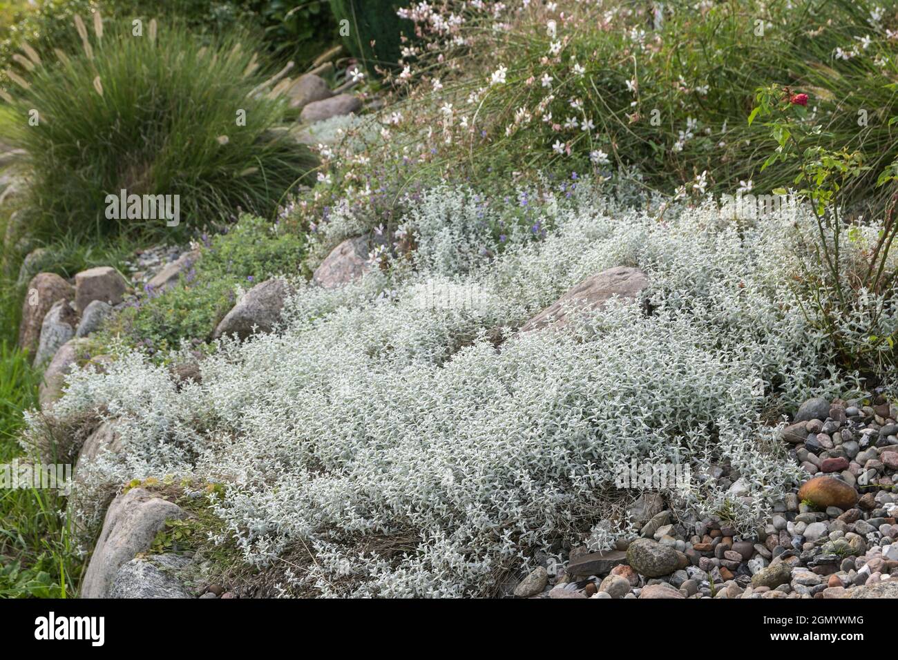 Silbergraues immergrünes Laub von Cerastium tomentosum, auch Snow-in-Summer genannt, ein Teppich, der den Boden für Steingärten bildet, im Sommer die Perenni Stockfoto