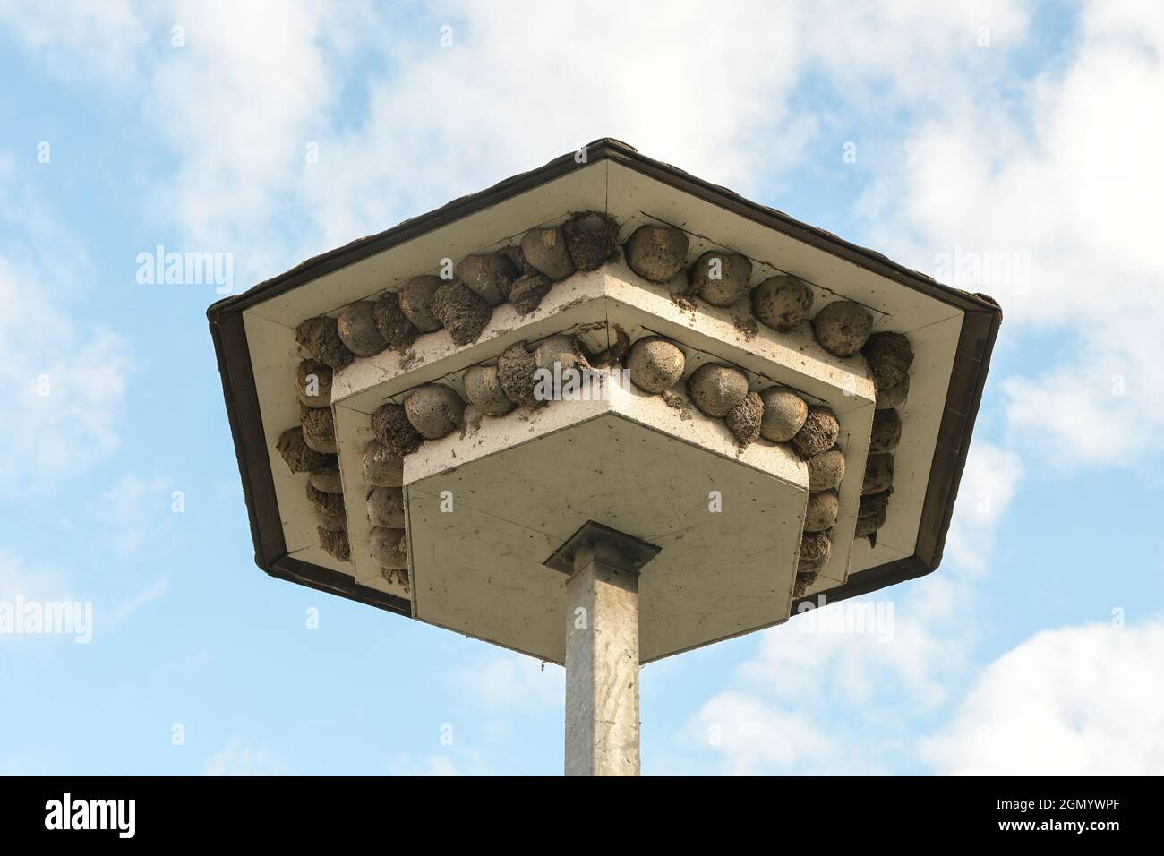 Swallow Hotel, abgestufte Dachüberhänge mit künstlichen Nisthilfen aus Beton und dazwischen gebauten natürlichen Nestern, selbstgemachter Vogelschutz wieder Stockfoto