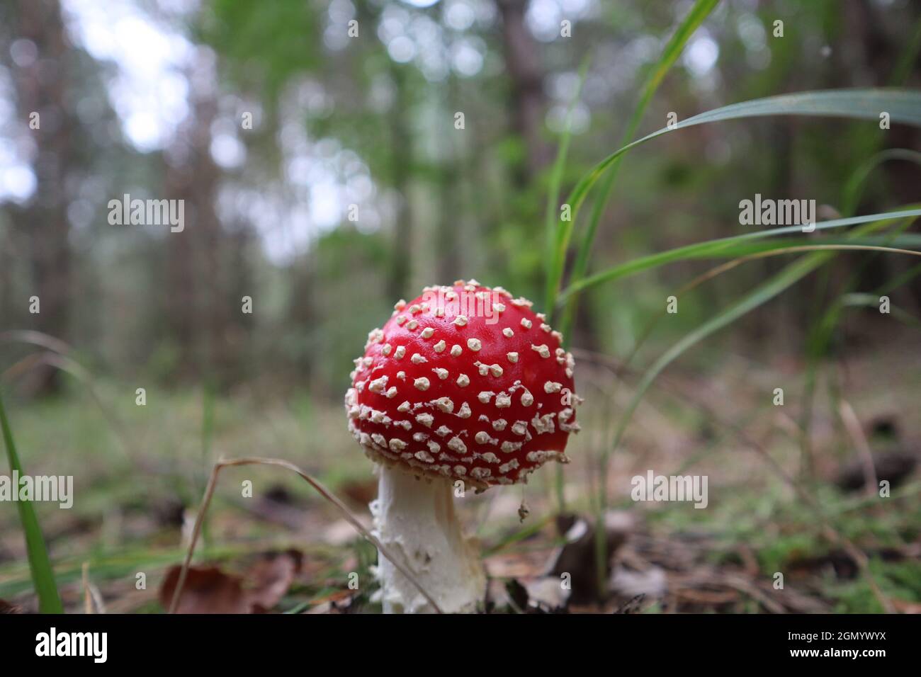 Fliegenpilze im Wald Stockfoto