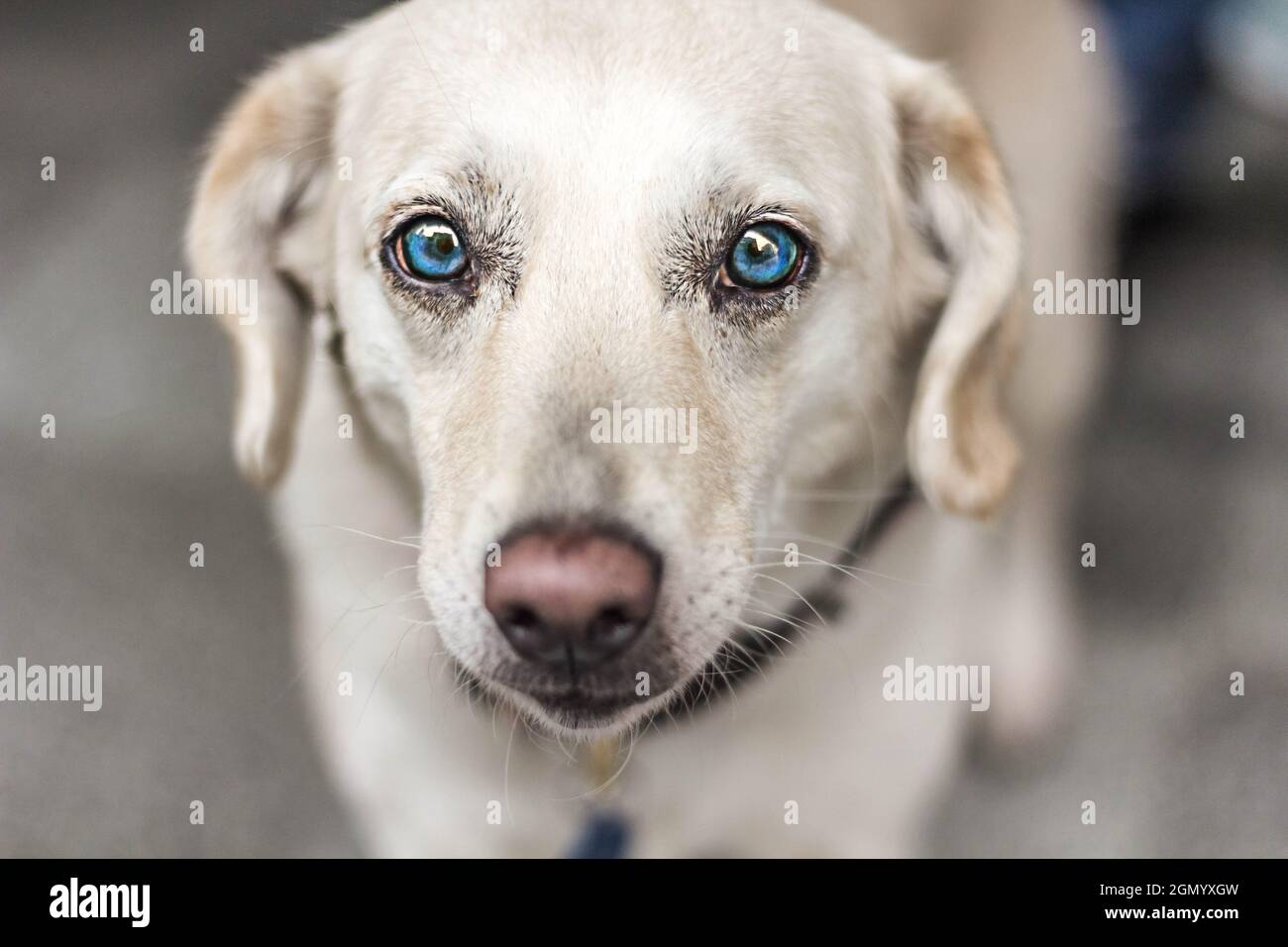 Fröhlicher Hund mit blauen Augen, der auf der Straße posiert Stockfoto