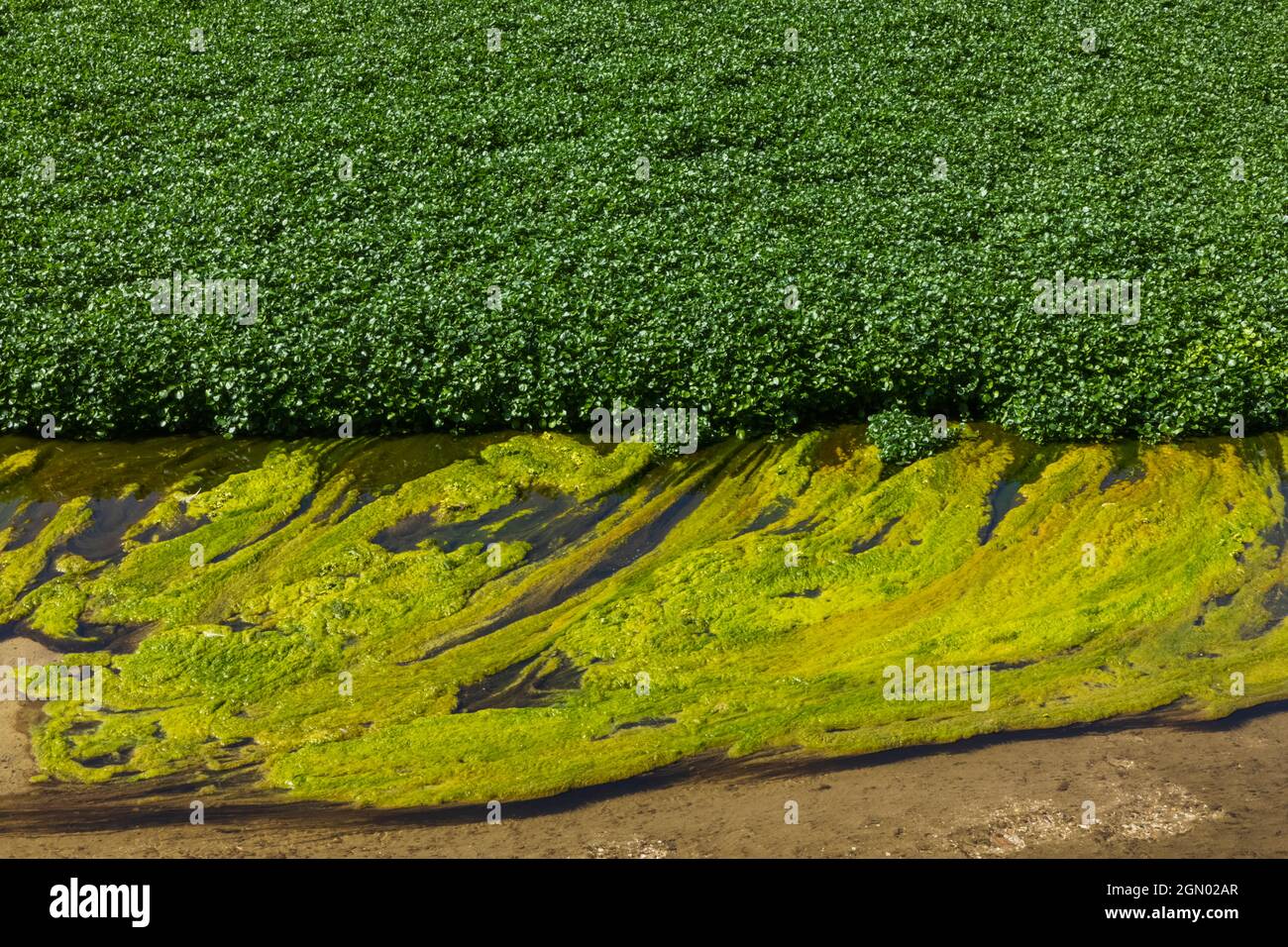 England, Hampshire, Old Alresford, Watercress Fields Stockfoto