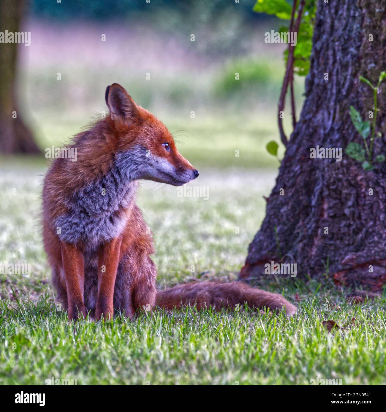 Rotfuchs Stockfoto