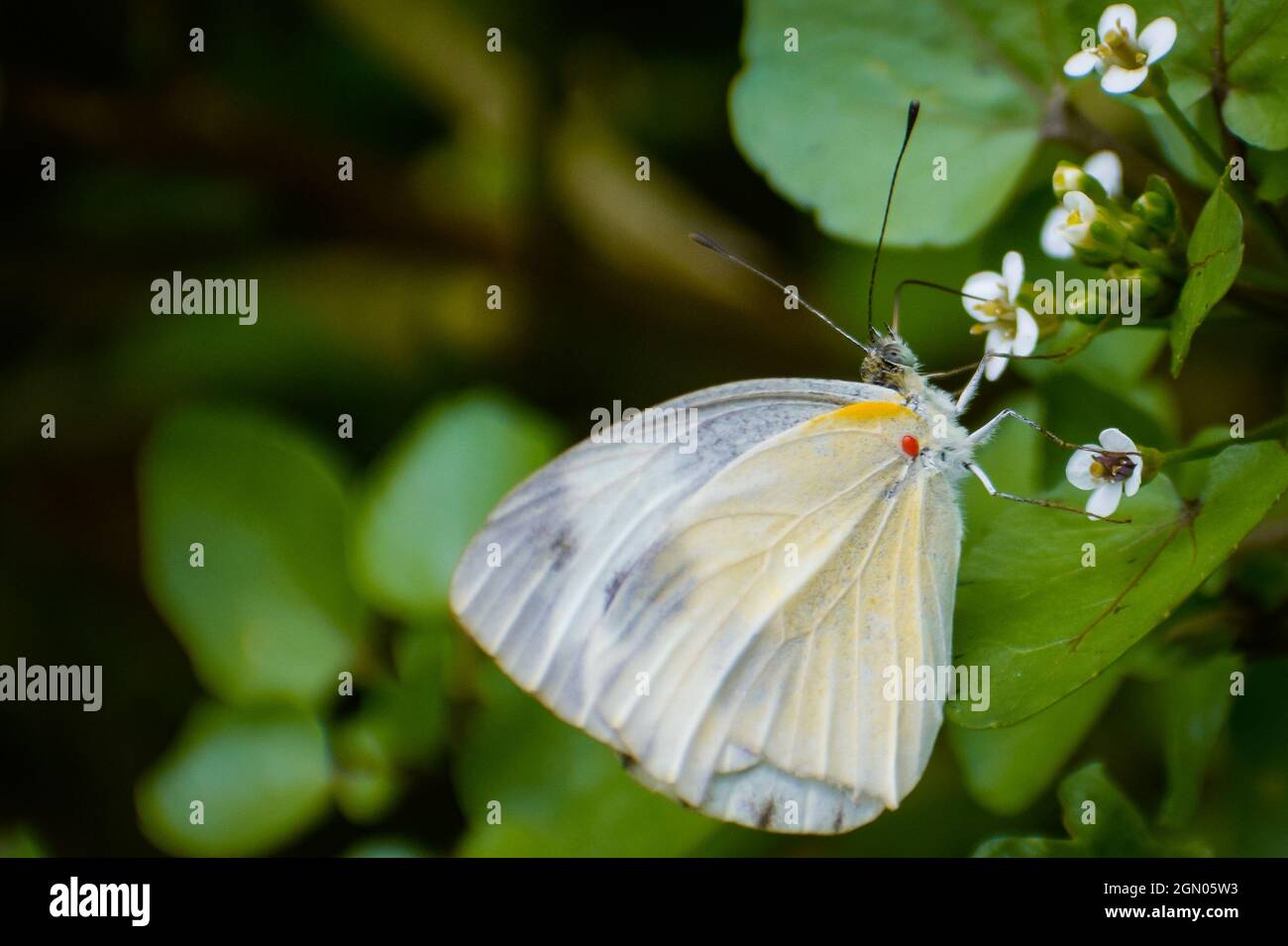 Schöner Schmetterling, der auf Blume nactoring. (Pieris brassicae) großer weißer Schmetterling. Stockfoto