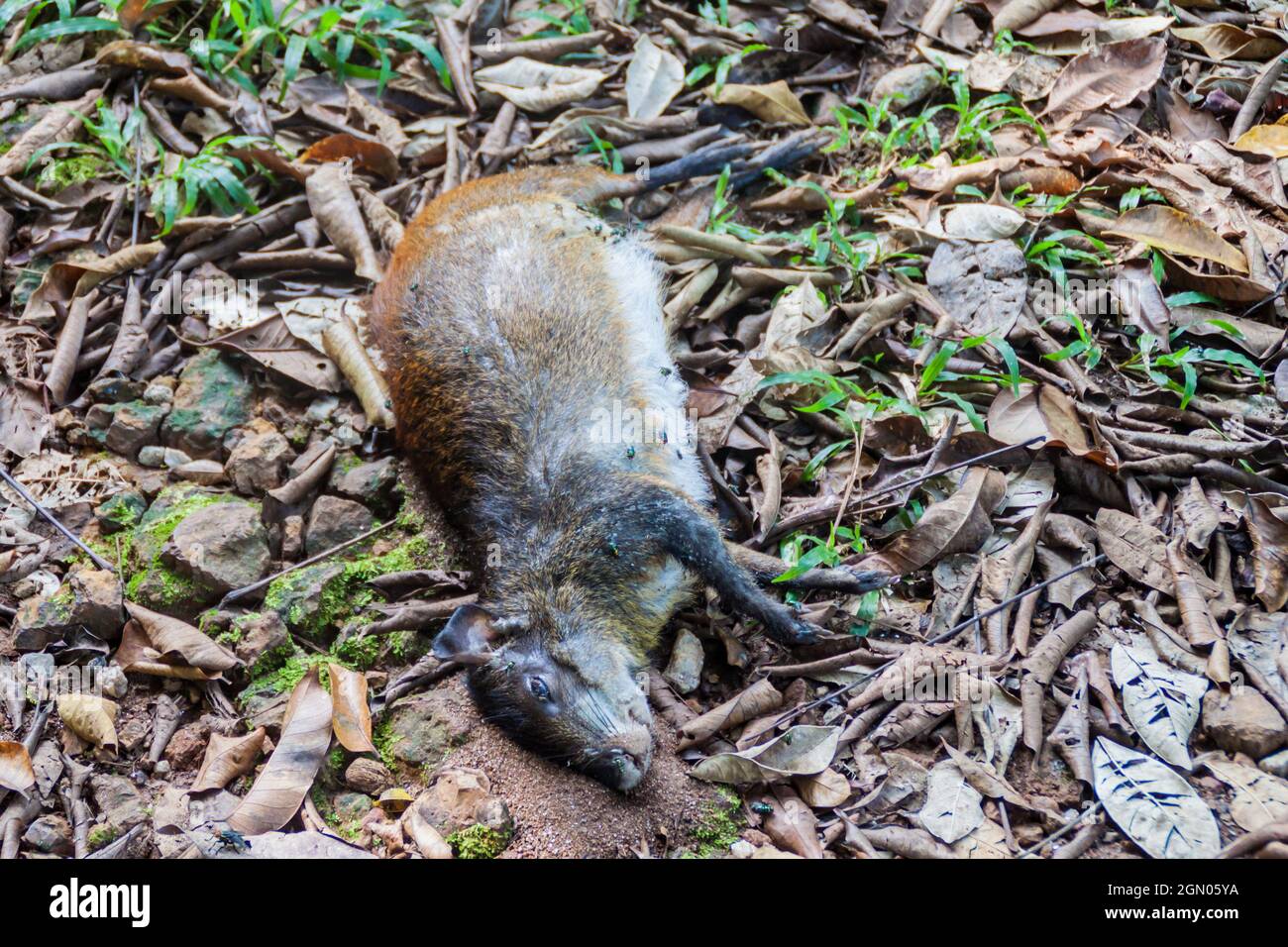 Tote Agouti auf der Ile Royale, einer der Inseln von Iles du Salut (Inseln der Erlösung) in Französisch-Guayana Stockfoto