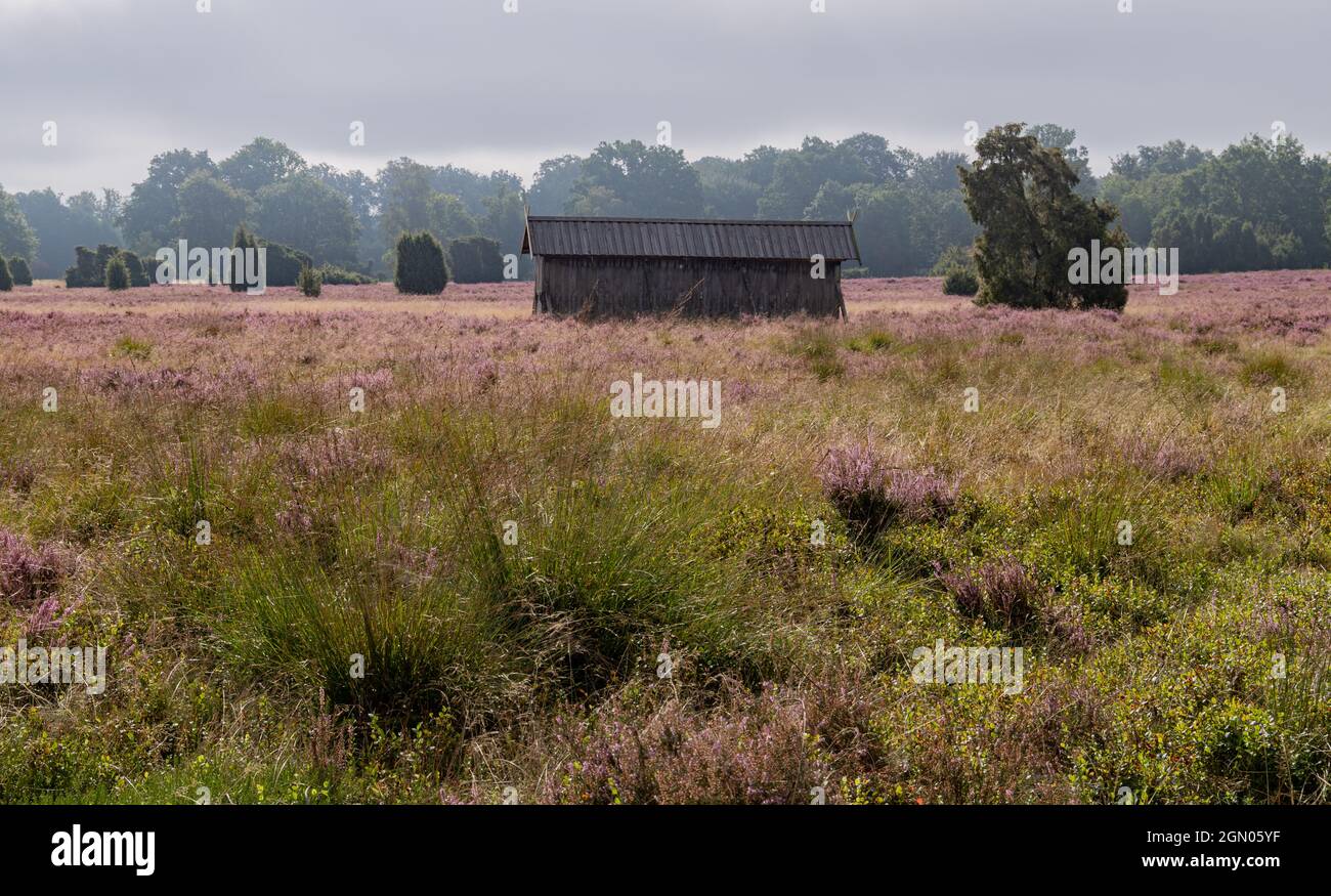 heideblühsaison von August bis September in Lüneburger Heide, Niedersachsen, Deutschland Stockfoto