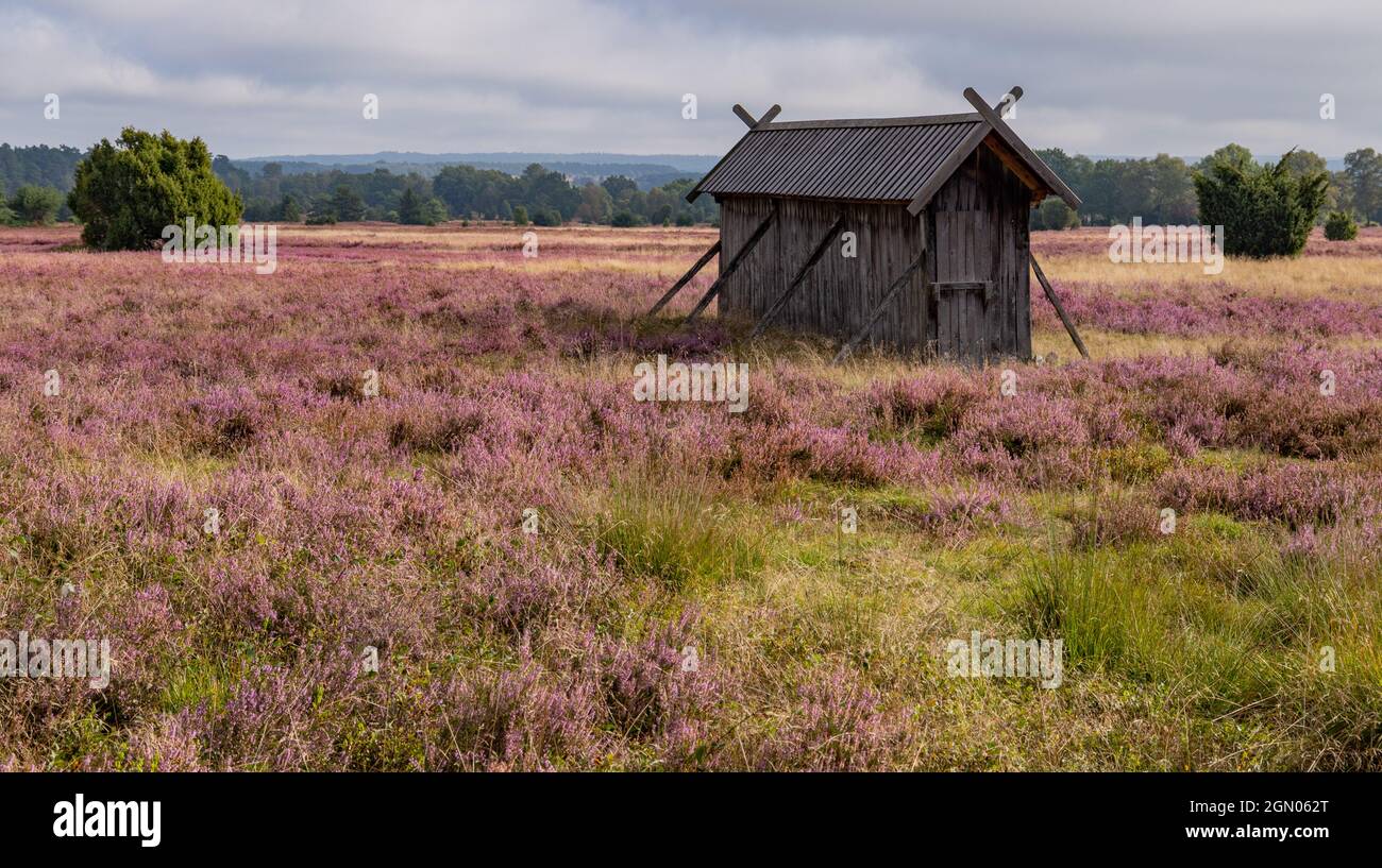 heideblühsaison von August bis September in Lüneburger Heide, Niedersachsen, Deutschland Stockfoto