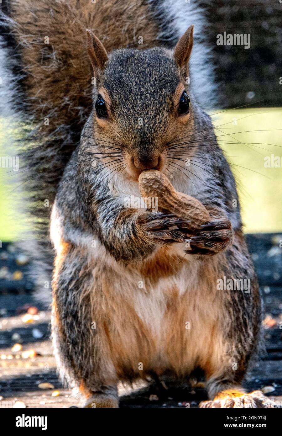 Ein Eichhörnchen auf dem Deck hält eine gefundene Erdnuss aus Stockfoto