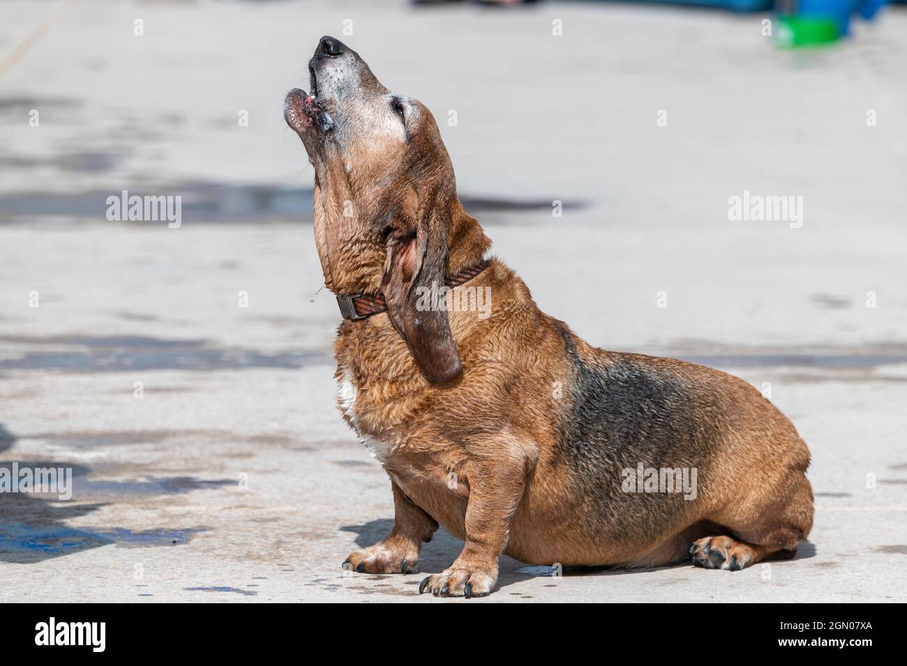 Bassett Hound Dog an einem Außenpool, der auf der Seite sitzt und heult Stockfoto