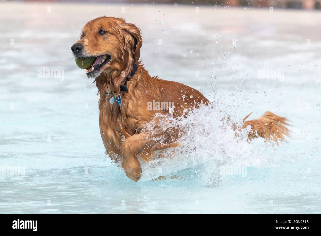 Golden Retriever läuft in einem Schwimmbad mit einem Ball im Mund Stockfoto