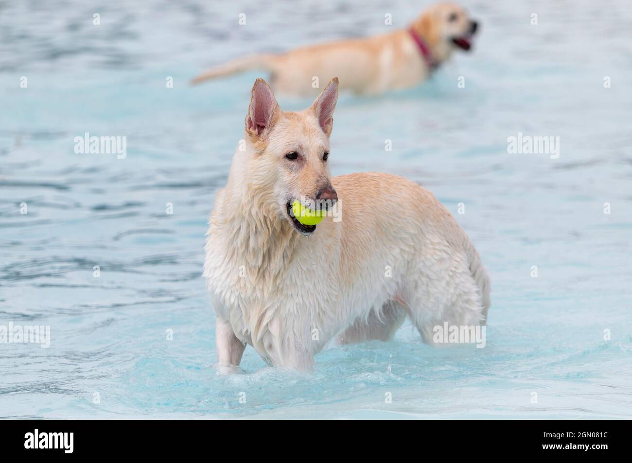 Weißer Mischlingshund im Wasser an einem Schwimmbad mit einem Ball Stockfoto