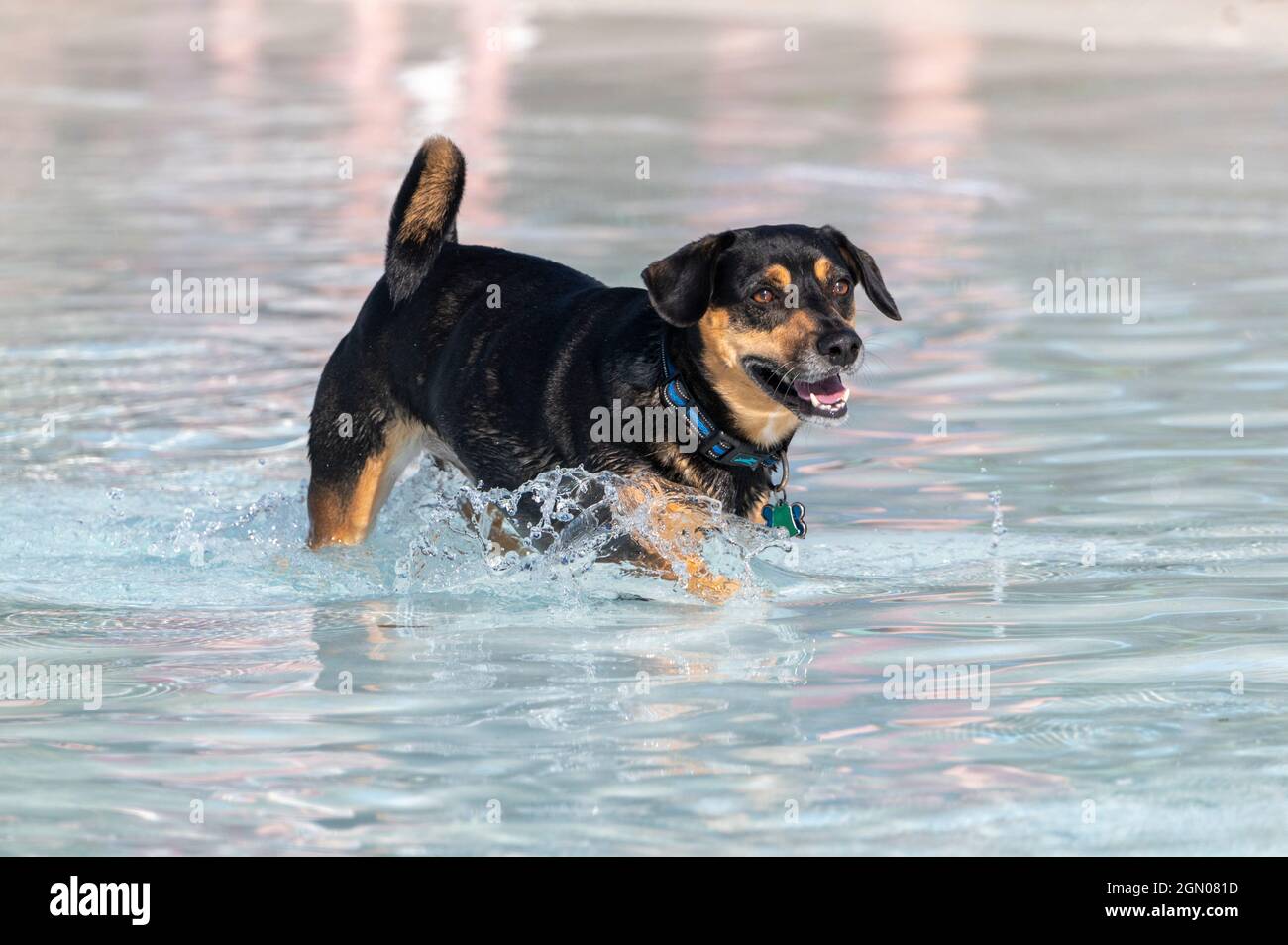 Schwarz-braun Mischlingshund spielt im Schwimmbad Stockfoto