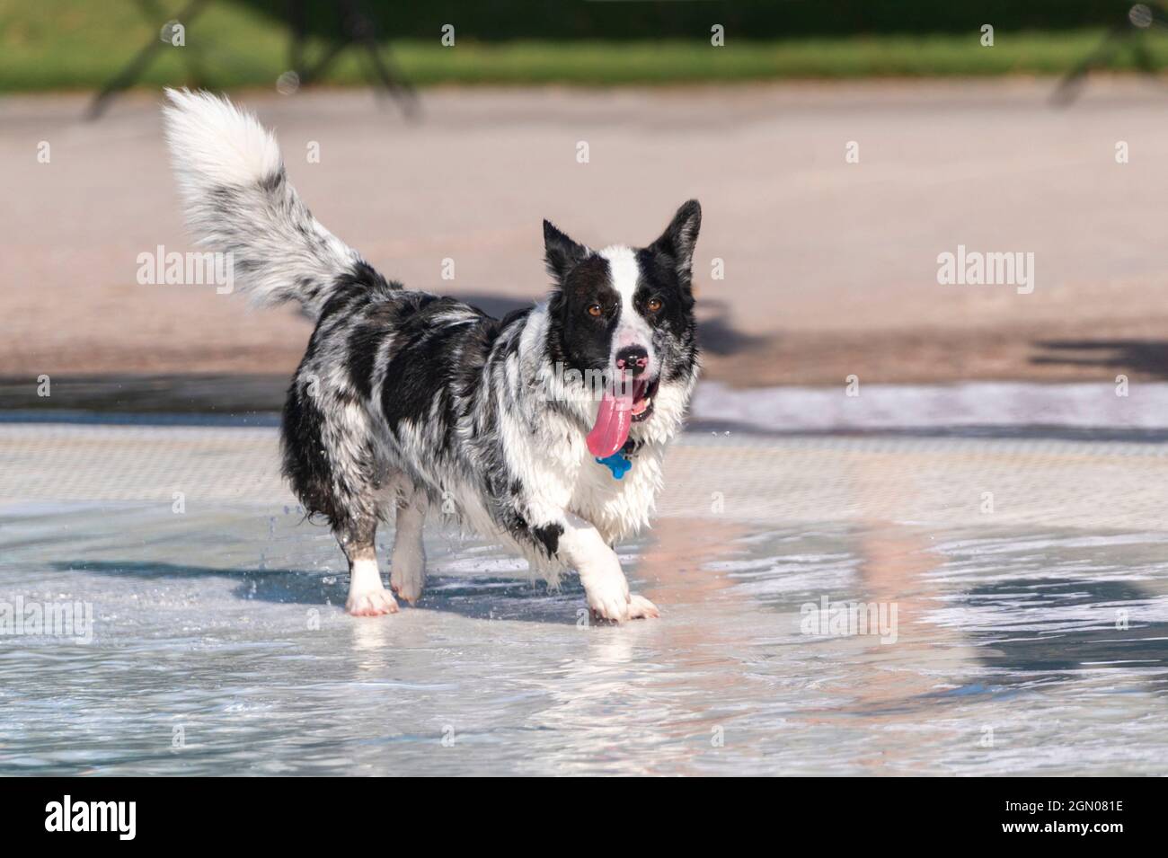 Schwarz-weißer Mischlingshund mit der Zunge, der um ein Schwimmbad herumläuft Stockfoto