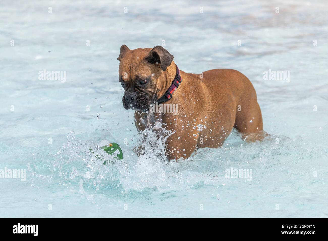 Boxerhund spielt mit einem Spielzeug und planscht in einem Schwimmbad Stockfoto