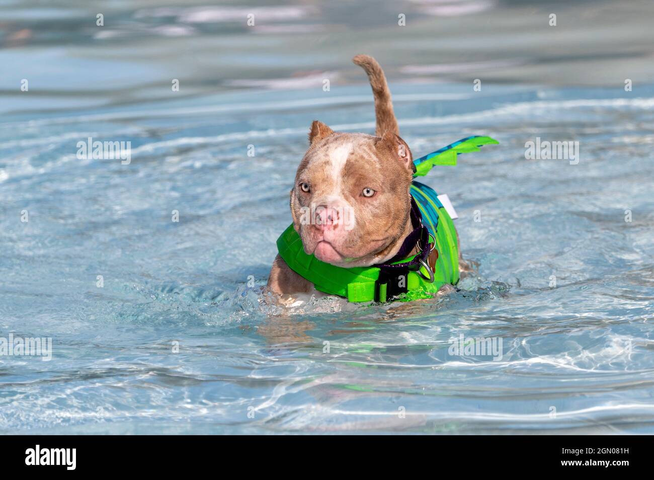 Pitbull mit verkürzten Ohren, die im Swimmingpool am lebendigsten tragen Stockfoto