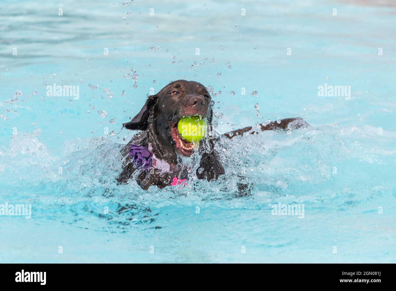 Labrador Retriever mit einem Tennisball im Mund beim Schwimmen und Plantschen Stockfoto