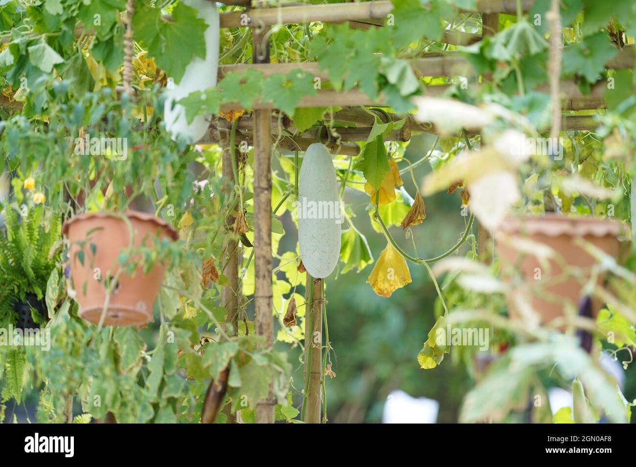 Wintermelone oder Benincasa hispida oder Wax Kürbis werden an den Baum gehängt. Stockfoto