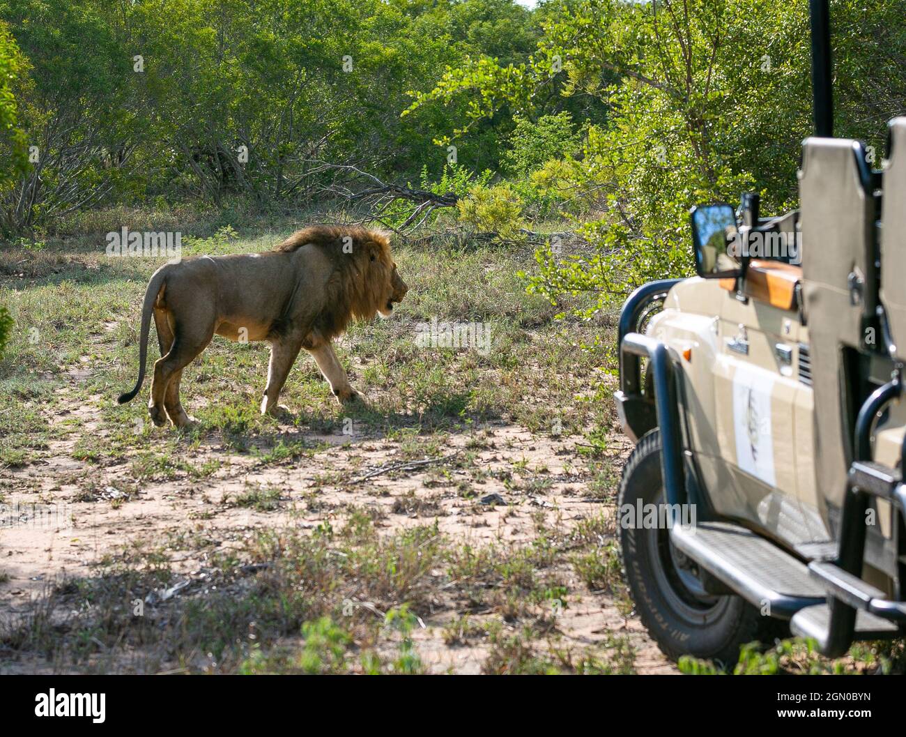 Löwe, der am Auto entlang läuft. Safari in Südafrika Stockfoto