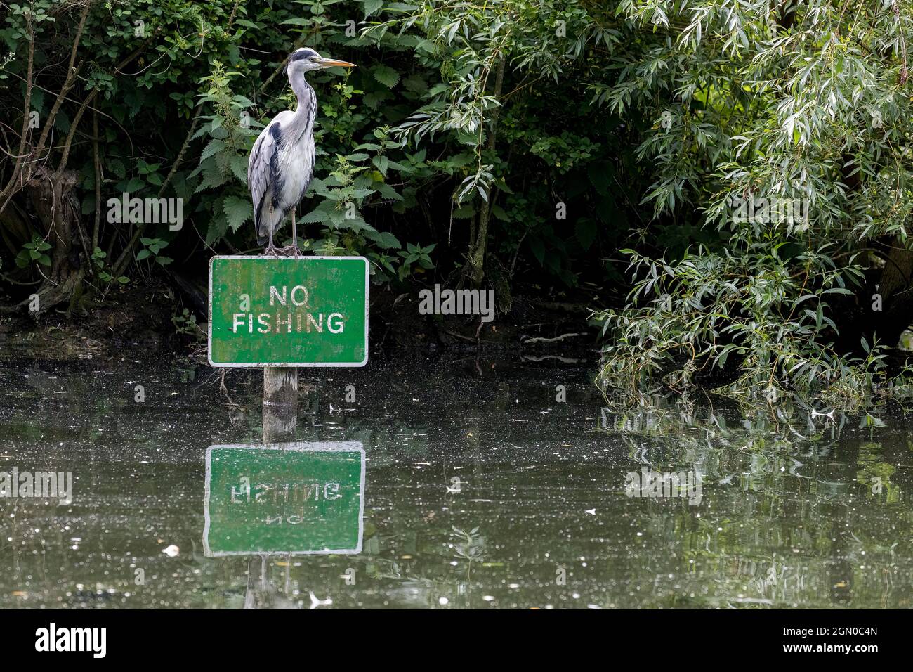 Grauer Reiher (Ardea cinerea), der auf dem No Fishing-Schild steht Stockfoto