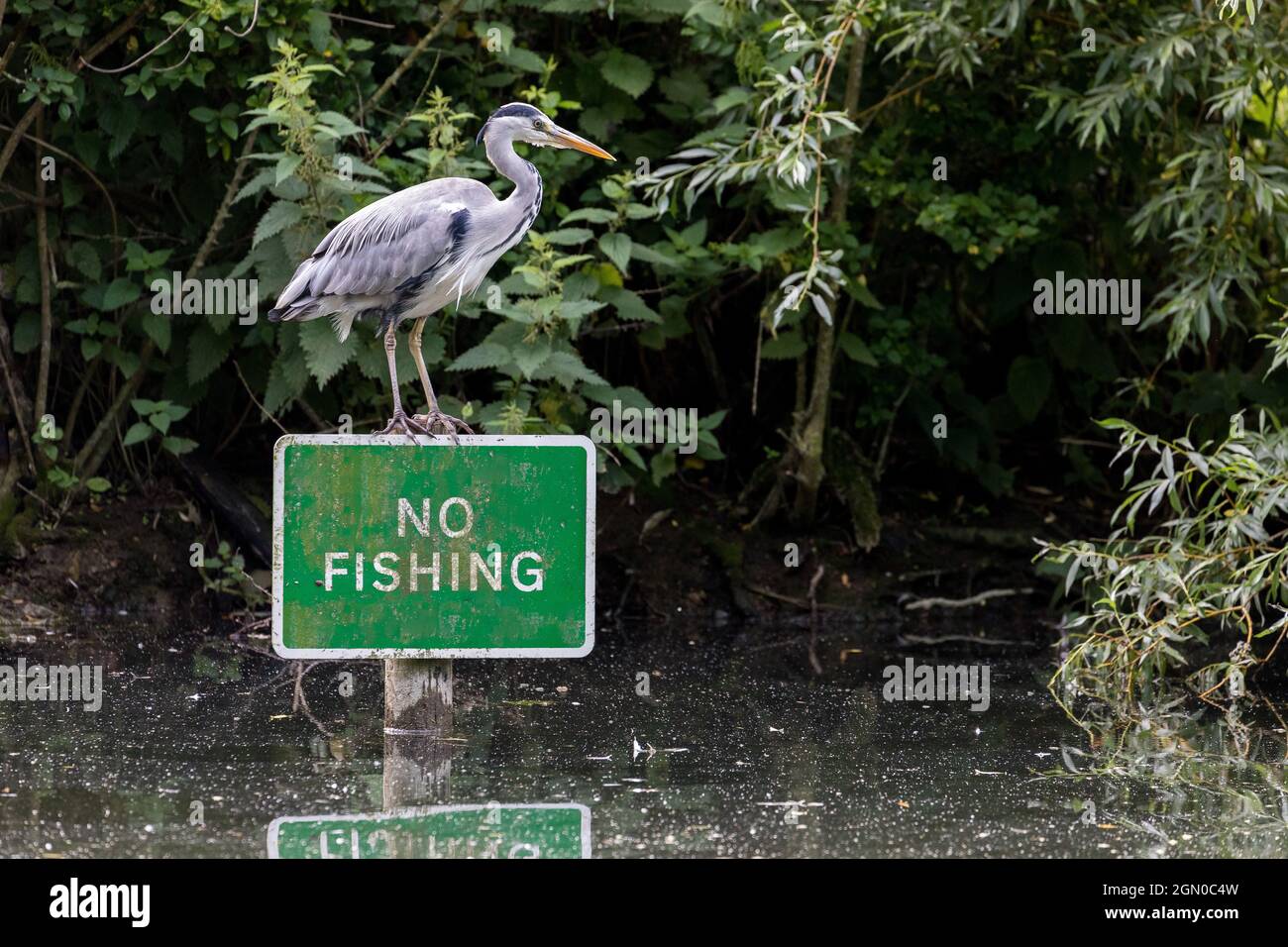 Grauer Reiher (Ardea cinerea), der auf dem No Fishing-Schild steht Stockfoto