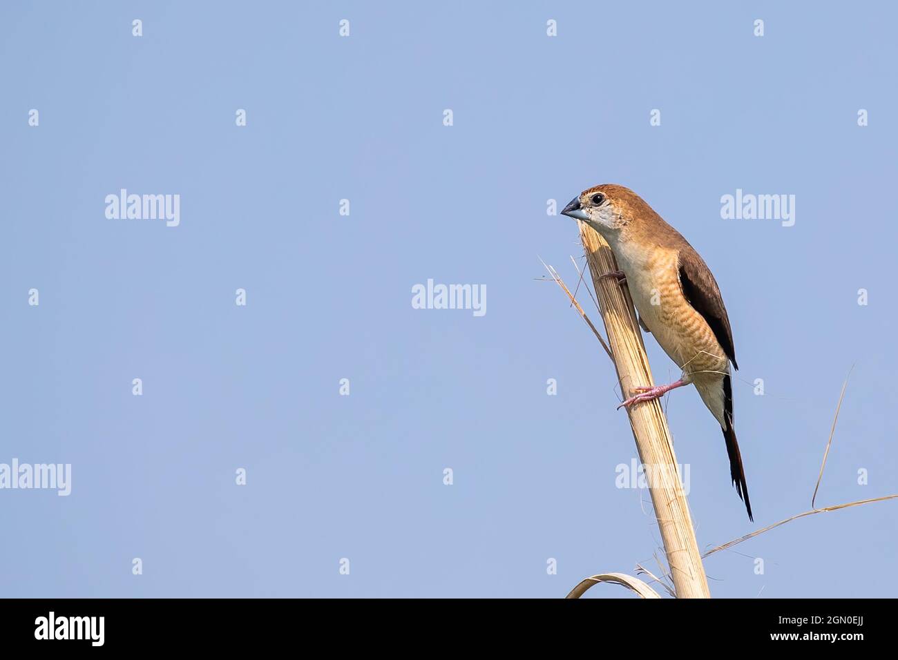 Silver Bill ruht auf einem Zweig Stockfoto