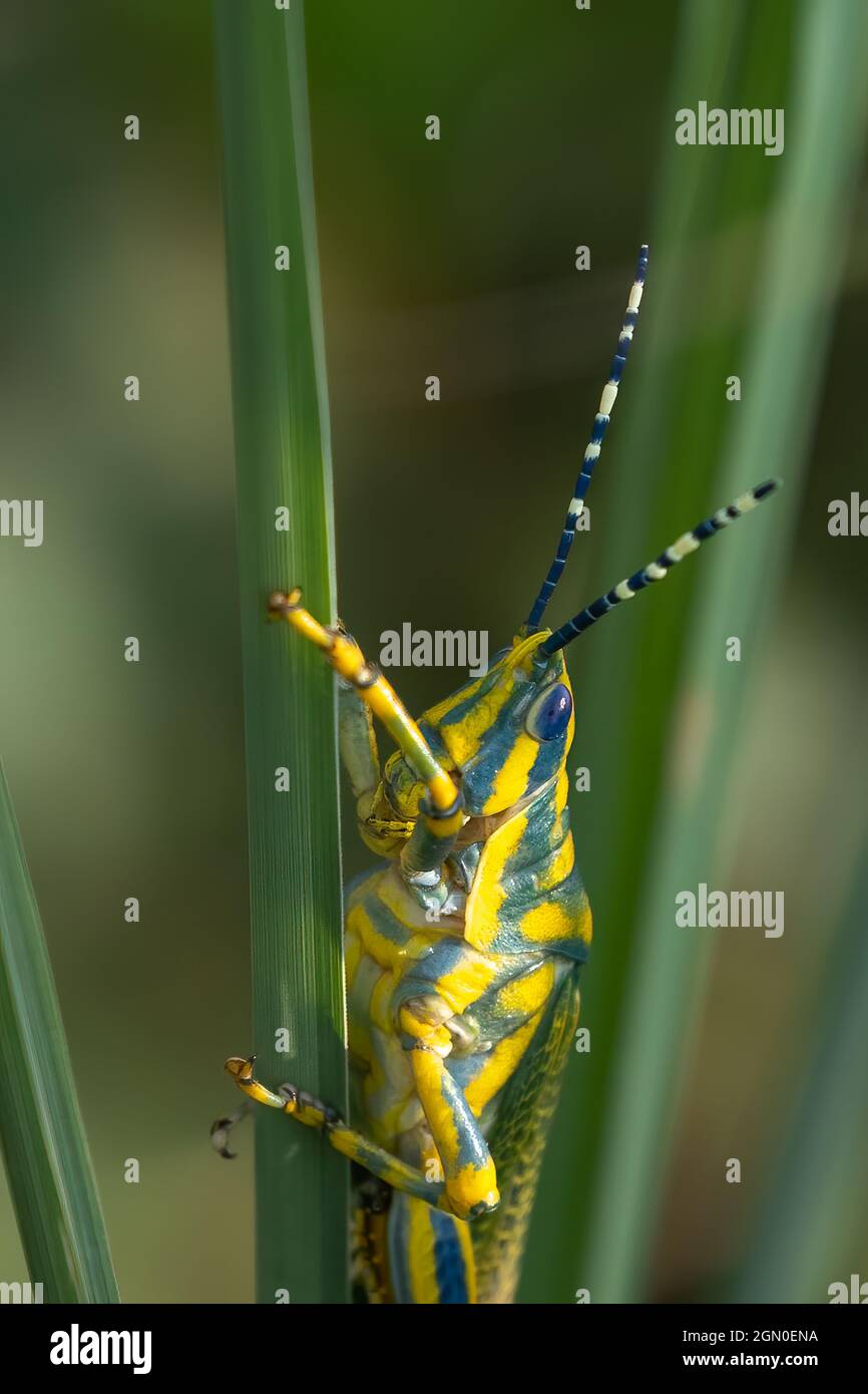 Grasshopper in seinem Lebensraum auf dem Feld Stockfoto