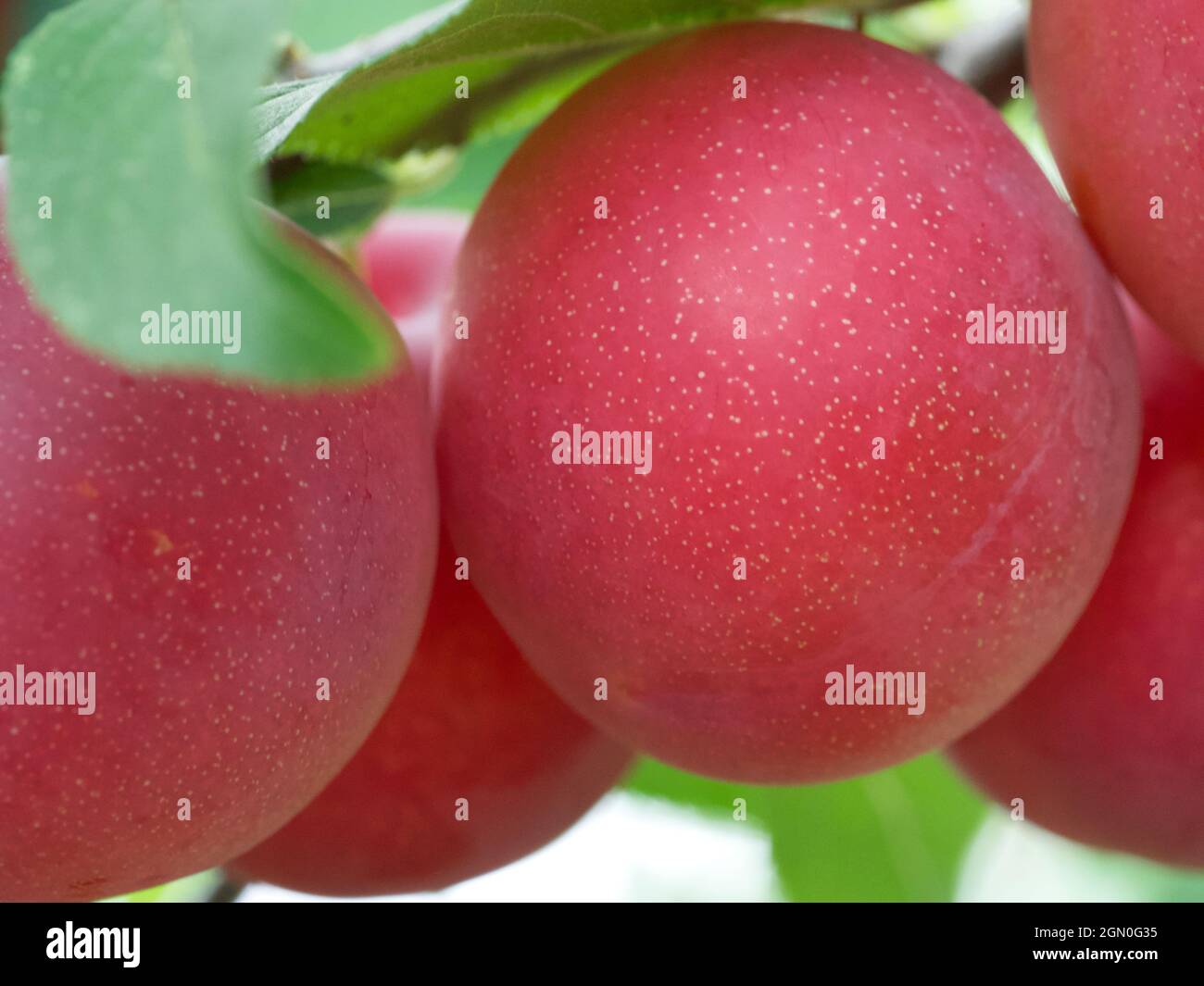 Große reife Kirschpflaume, Nahaufnahme. Reife Beeren. Stockfoto