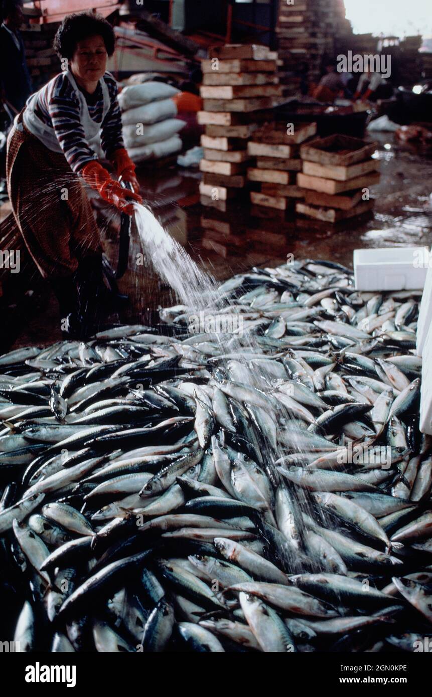 Südkorea. Pusan. Fischmarkt. Frau, die frischen Fisch mit Wasser besprüht. Stockfoto