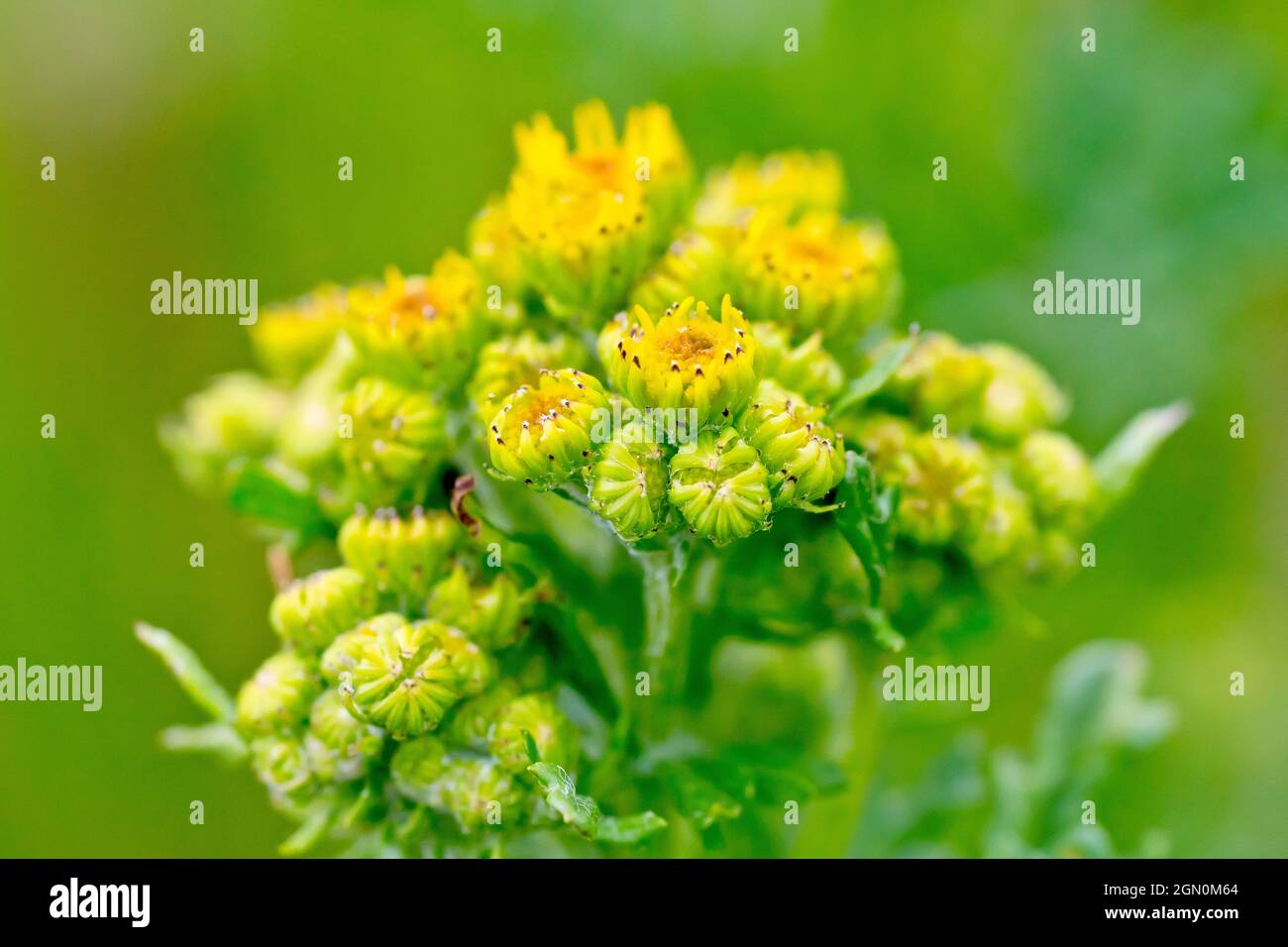 Gewöhnliches Ragwort (senecio jacobaea), Nahaufnahme einer dicht gepackten Gruppe von Blütenknospen am Rande der Öffnung. Stockfoto