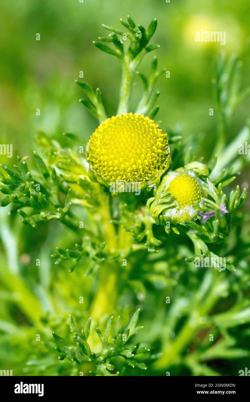 Pineappleweed (matricaria matricarioides), auch bekannt als Ananas-Mayweed, Nahaufnahme eines einzelnen grünlich-gelben Blütenkopfes mit Blättern. Stockfoto