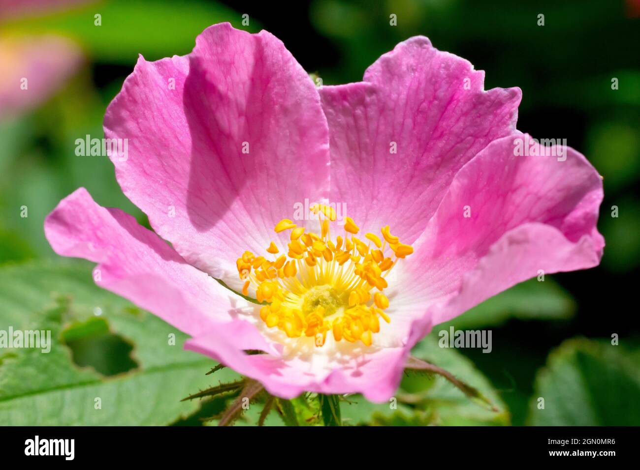 Wildrose, möglicherweise Downy Rose (rosa tomentosa) oder Sweet-Briar (rosa rubiginosa), Nahaufnahme einer einzelnen rosa Blume, die vom Hintergrund isoliert ist. Stockfoto