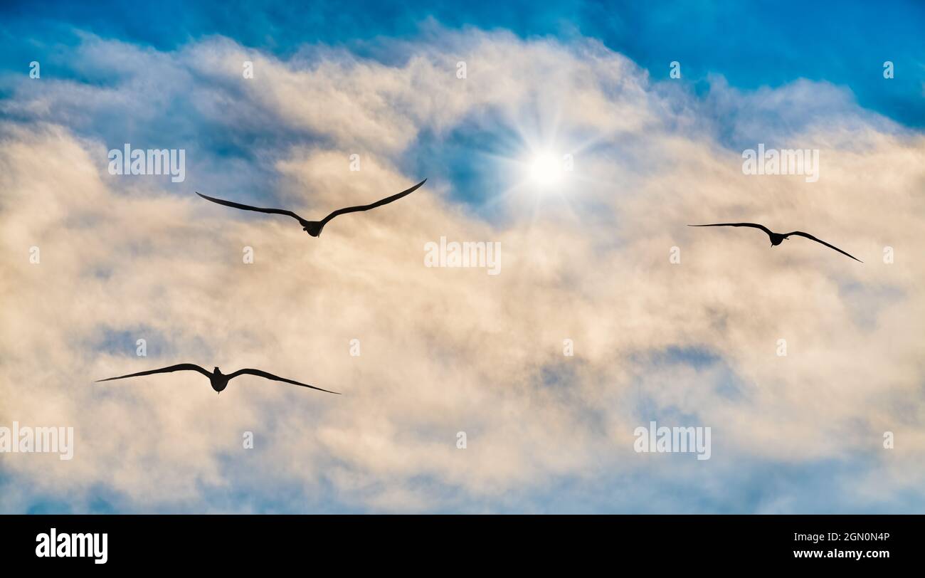 Drei Vögel fliegen auf Einen weißen leuchtenden Ätherstern zu, während die Flügel im Flug vollständig ausgebreitet sind Stockfoto