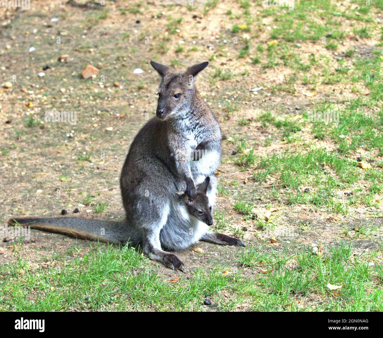 Rothalsige Wallaby-Hündin mit ihrem Nachwuchs, der ihren Kopf aus der Tasche streckte. Notamacropus rufogriseus . Stockfoto