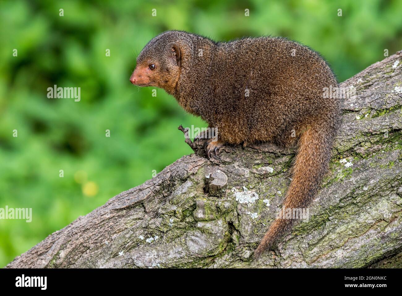 Gemeinsame dwarf Mongoose (Helogale parvula) native auf dem Östlichen und Südlichen Zentralafrika Stockfoto