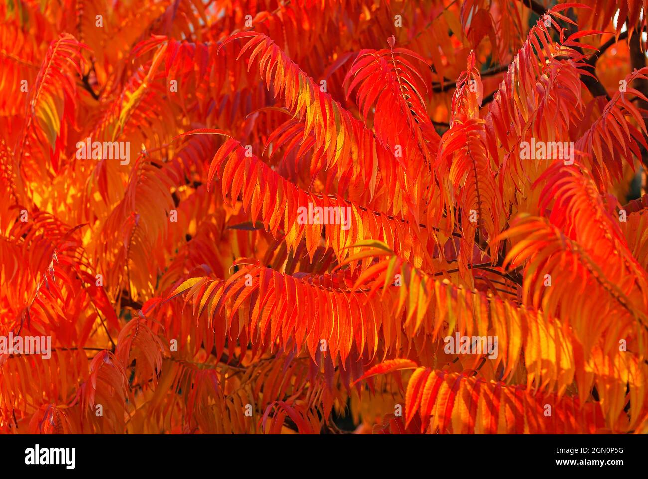 Sumac Baum Zweig frühen Herbst. Rote Blätter. Sumac Zweig mit bunten Blättern. Stockfoto